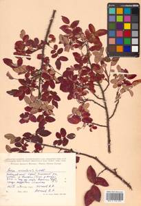 Rosa acicularis Lindl., Siberia, Russian Far East (S6) (Russia)