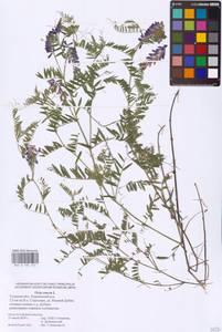 Vicia cracca L., Eastern Europe, Central region (E4) (Russia)