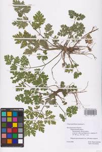 Chaerophyllum temulum L., Eastern Europe, Central forest-and-steppe region (E6) (Russia)