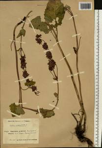 Salvia verticillata L., Eastern Europe, Eastern region (E10) (Russia)