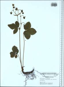 Fragaria moschata Duchesne, Eastern Europe, Central region (E4) (Russia)