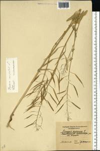 Brassica rapa subsp. sylvestris (L.) Janch., Eastern Europe, Moscow region (E4a) (Russia)