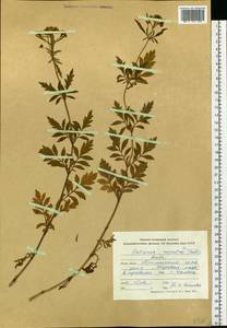 Patrinia rupestris (Pall.) Dufr., Siberia, Russian Far East (S6) (Russia)
