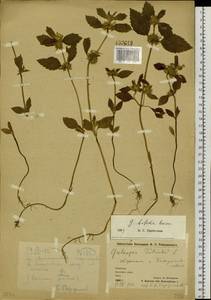 Galeopsis bifida Boenn., Siberia, Chukotka & Kamchatka (S7) (Russia)
