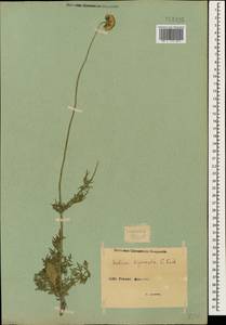 Scabiosa bipinnata C. Koch, Caucasus, Armenia (K5) (Armenia)