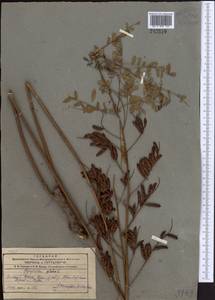 Glycyrrhiza glabra L., Middle Asia, Pamir & Pamiro-Alai (M2) (Tajikistan)