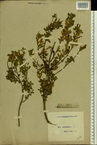 Chamaecytisus ruthenicus (Fisch. ex Wol.) Klásk., Eastern Europe, Moscow region (E4a) (Russia)