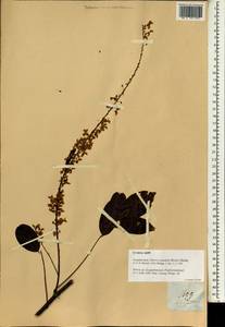 Derris scandens (Roxb.)Benth., South Asia, South Asia (Asia outside ex-Soviet states and Mongolia) (ASIA) (Philippines)