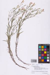 Dianthus campestris M.Bieb., Eastern Europe, Central forest-and-steppe region (E6) (Russia)