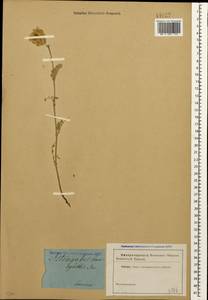 Astragalus lasioglottis Bieb., Caucasus (no precise locality) (K0)