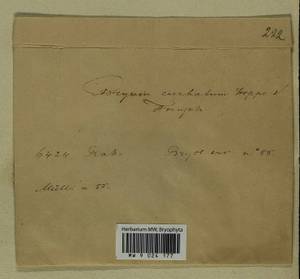 Ptychostomum lonchocaulon (Müll. Hal.) J.R. Spence, Bryophytes, Bryophytes - Western Europe (BEu) (Not classified)