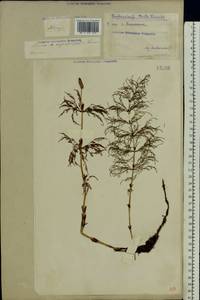 Equisetum sylvaticum L., Eastern Europe, Eastern region (E10) (Russia)