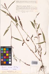 Persicaria maculosa Gray, Eastern Europe, Lower Volga region (E9) (Russia)