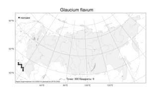 Glaucium flavum Crantz, Atlas of the Russian Flora (FLORUS) (Russia)