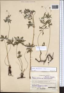 Geranium pseudosibiricum J. Mayer, Middle Asia, Northern & Central Kazakhstan (M10) (Kazakhstan)