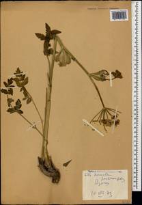 Heracleum pastinacifolium K.Koch, Caucasus, Armenia (K5) (Armenia)