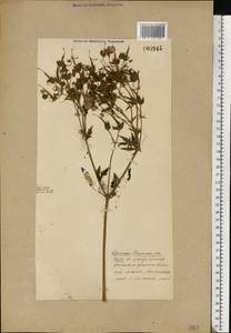 Geranium pratense L., Eastern Europe (no precise locality) (E0) (Not classified)