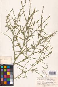 Corispermum pallasii Steven, Eastern Europe, North Ukrainian region (E11) (Ukraine)