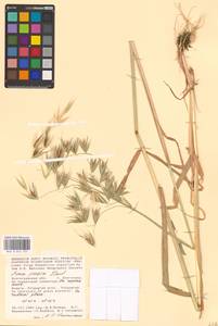 Avena sterilis subsp. ludoviciana (Durieu) Gillet & Magne, Eastern Europe, Lower Volga region (E9) (Russia)