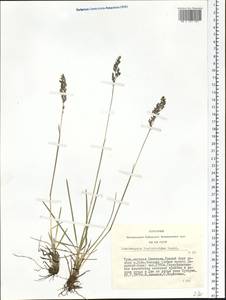 Deschampsia koelerioides Regel, Siberia, Altai & Sayany Mountains (S2) (Russia)