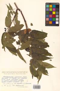Phellodendron amurense Rupr., Siberia, Russian Far East (S6) (Russia)