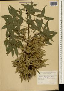 Fraxinus angustifolia Vahl , nom. cons., Crimea (KRYM) (Russia)