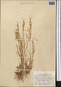 Bromus oxyodon Schrenk, Middle Asia, Pamir & Pamiro-Alai (M2) (Uzbekistan)