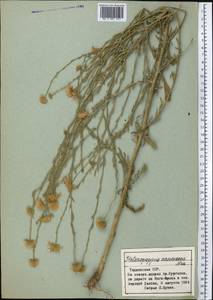 Heteropappus altaicus var. canescens (Nees) Serg., Middle Asia, Pamir & Pamiro-Alai (M2) (Tajikistan)