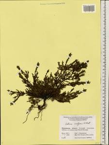 Calluna vulgaris (L.) Hull, Eastern Europe, Northern region (E1) (Russia)
