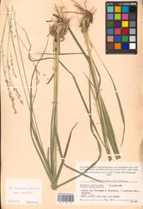 Molinia caerulea (L.) Moench, Eastern Europe, Moscow region (E4a) (Russia)