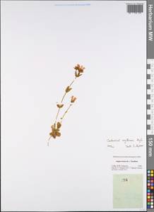 Centaurium erythraea, Eastern Europe, Central forest-and-steppe region (E6) (Russia)