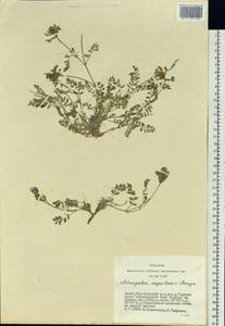 Astragalus argutensis Bunge, Siberia, Altai & Sayany Mountains (S2) (Russia)