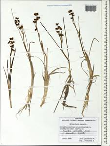 Scheuchzeria palustris L., Eastern Europe, Northern region (E1) (Russia)