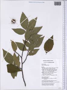 Fagus grandifolia Ehrh., America (AMER) (United States)