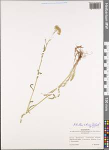 Achillea setacea Waldst. & Kit., Eastern Europe, Middle Volga region (E8) (Russia)