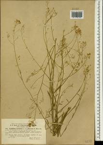Lepidium meyeri subsp. meyeri, South Asia, South Asia (Asia outside ex-Soviet states and Mongolia) (ASIA) (Turkey)