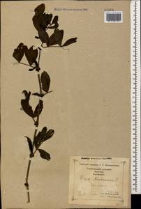 Vicia narbonensis L., Caucasus, Georgia (K4) (Georgia)