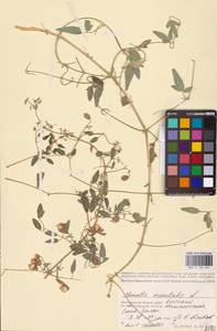 Clematis orientalis L., Eastern Europe, Lower Volga region (E9) (Russia)