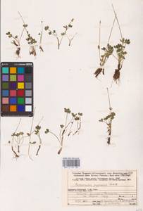 Ranunculus pygmaeus Wahlenb., Eastern Europe, Northern region (E1) (Russia)