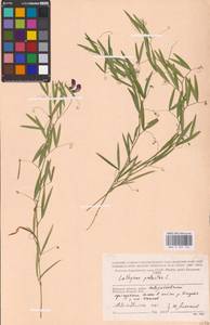 Lathyrus palustris L., Eastern Europe, Western region (E3) (Russia)