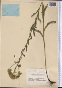Achillea asiatica Serg., Siberia, Altai & Sayany Mountains (S2) (Russia)
