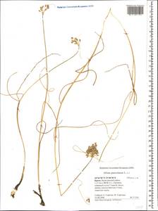 Allium paniculatum L., Crimea (KRYM) (Russia)