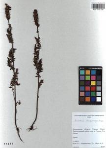 Pedicularis brachystachys Bunge, Siberia, Altai & Sayany Mountains (S2) (Russia)