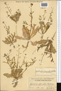 Goldbachia laevigata (M.Bieb.) DC., Middle Asia, Western Tian Shan & Karatau (M3) (Kazakhstan)