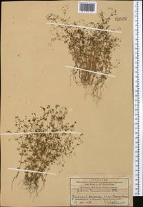 Galium tenuissimum M.Bieb., Middle Asia, Western Tian Shan & Karatau (M3) (Kazakhstan)