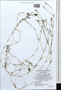 Dianthus deltoides, Eastern Europe, North-Western region (E2) (Russia)