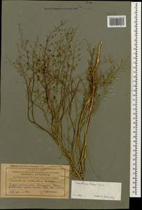 Camelina laxa C. A. Mey., Caucasus, Azerbaijan (K6) (Azerbaijan)