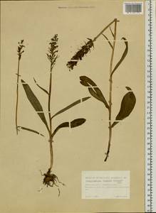 Dactylorhiza maculata subsp. fuchsii (Druce) Hyl., Siberia, Western Siberia (S1) (Russia)