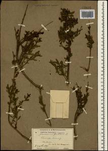 Chrysojasminum fruticans (L.) Banfi, Crimea (KRYM) (Russia)