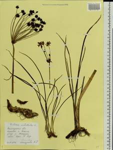 Butomus umbellatus L., Eastern Europe, Northern region (E1) (Russia)